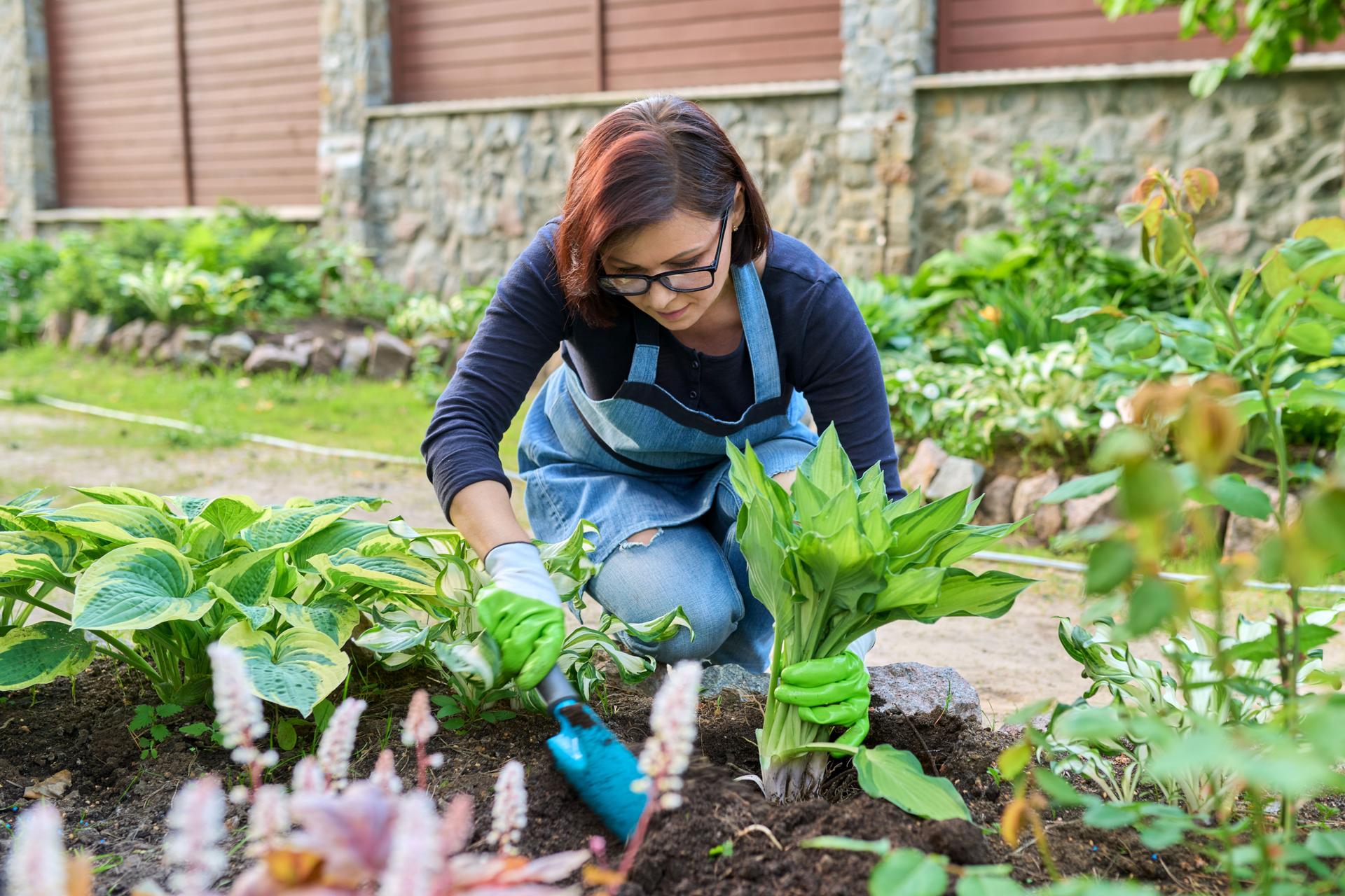 Frau, die Hosta-Buschpflanze auf Blumenbeet pflanzt, mit Schaufelwerkzeugen, Frühlingsgartenarbeit.