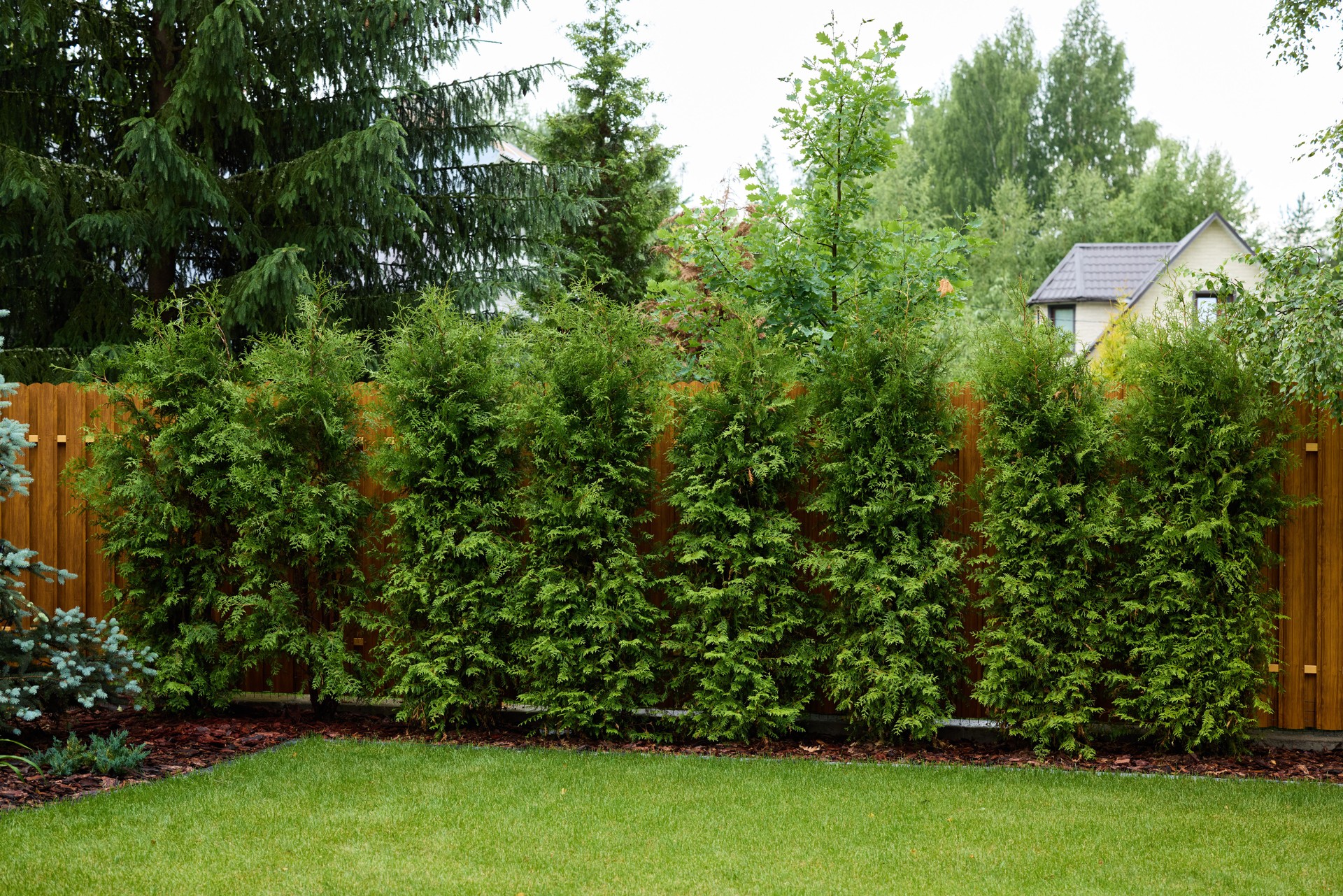 Eine schöne und üppig grüne Hecke dient als Sichtschutzzaun in einem schönen Wohngarten